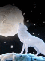 霁月苍狼Clear  Moon Wolf